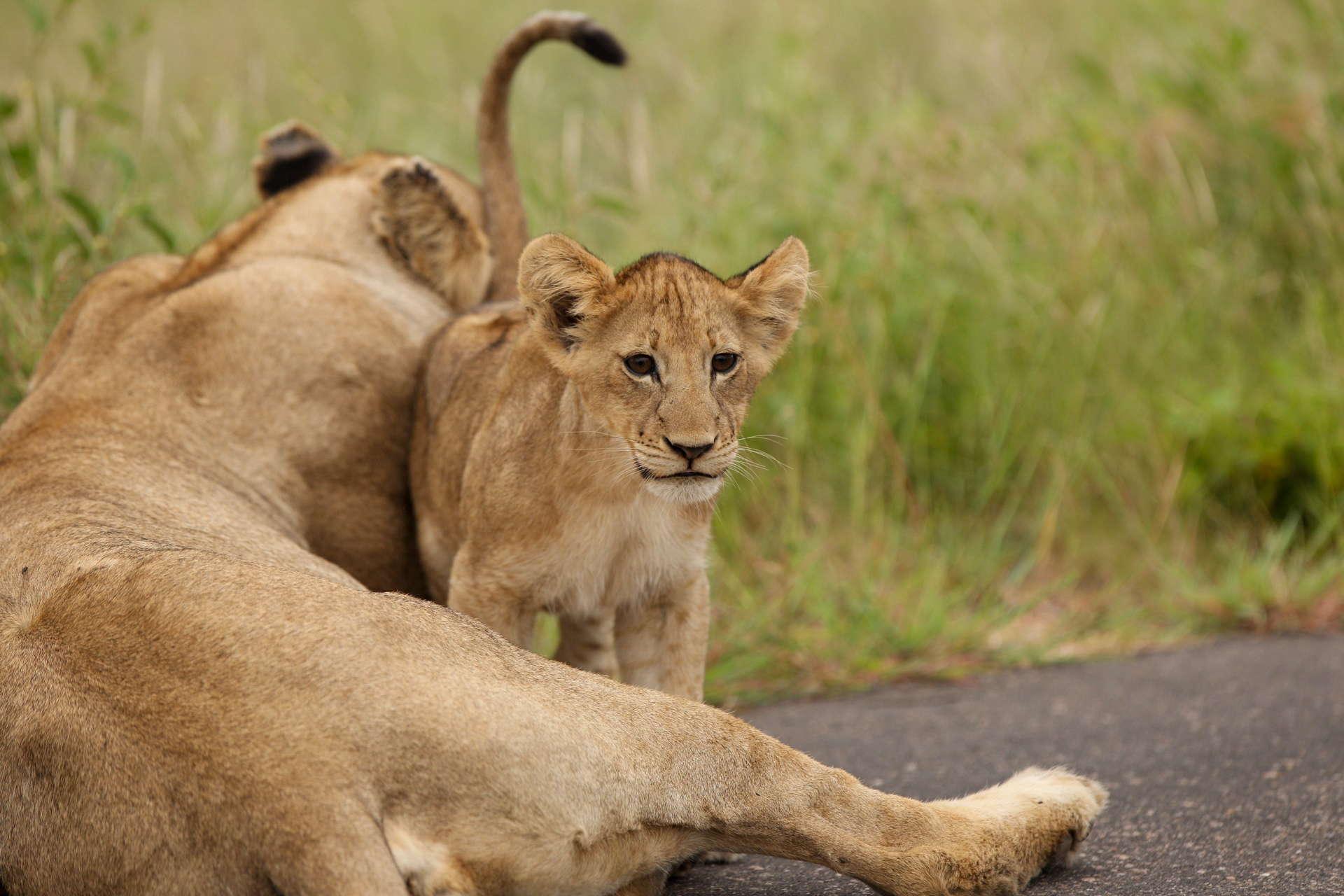 Lion cub StaceyFarrell