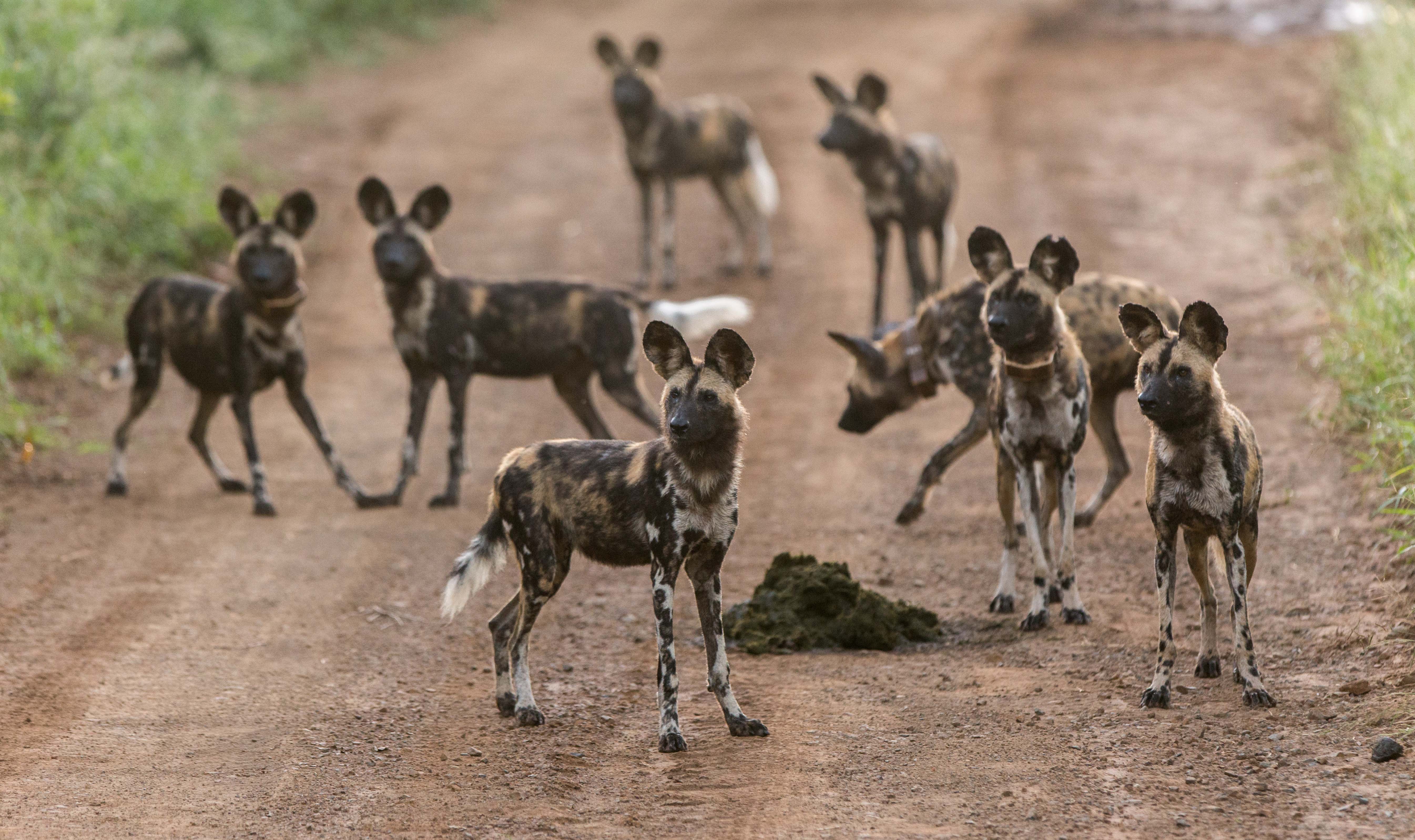 Wild dogs