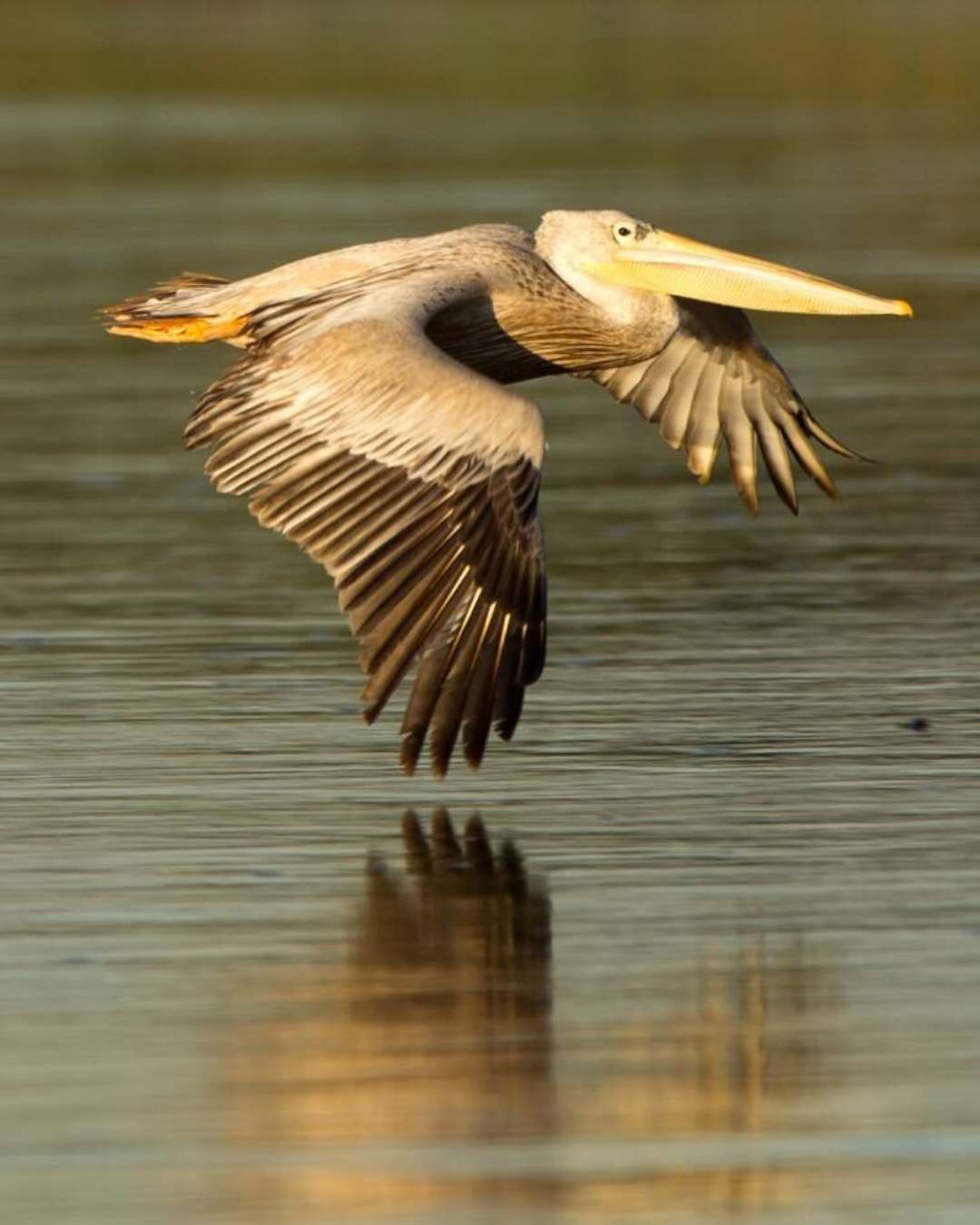 Cruise Shore Excursions in St Lucia