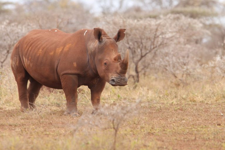 Big Five safari package in St Lucia with accommodation and safari experiences