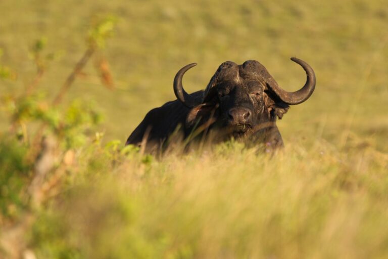 Big Five safari package in St Lucia with accommodation and safari experiences