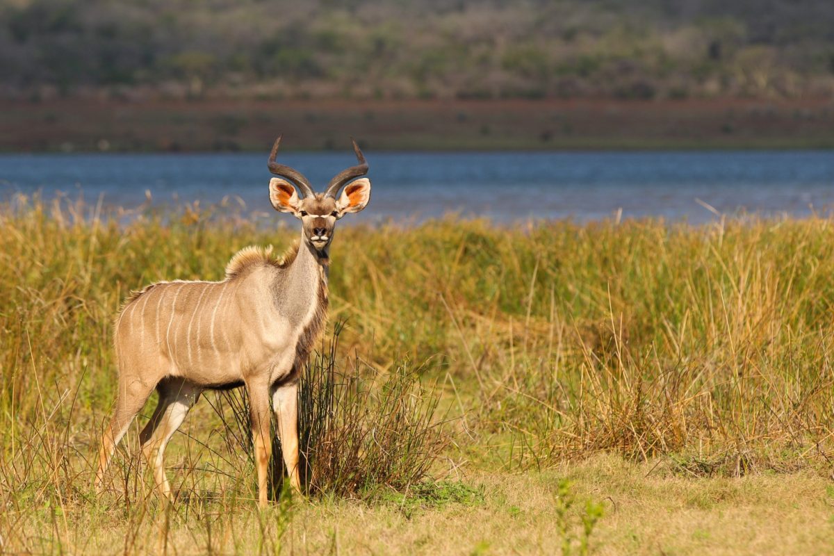 Half Day and Sunrise or Sunset Safari in iSimangaliso Wetland Park, St Lucia