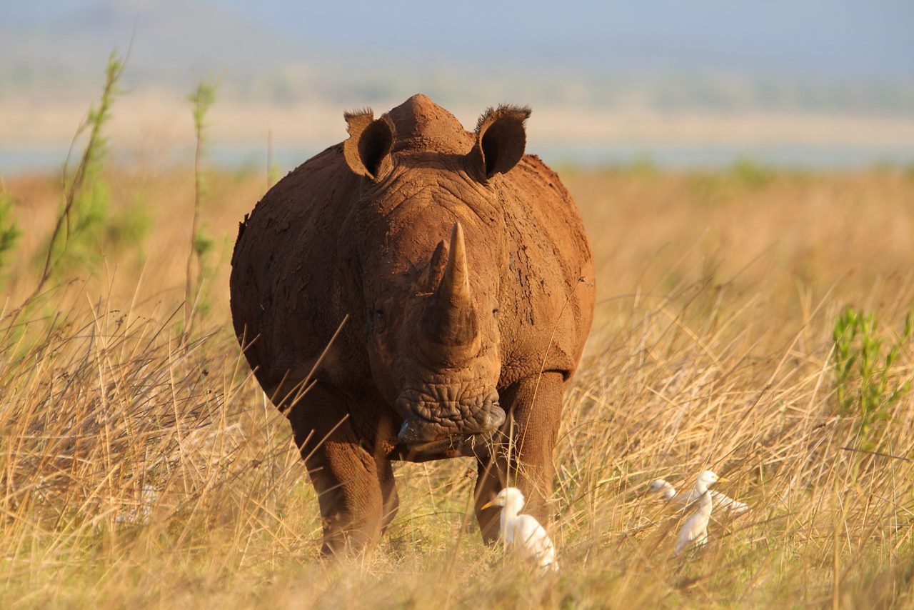 Safari Packages in St Lucia