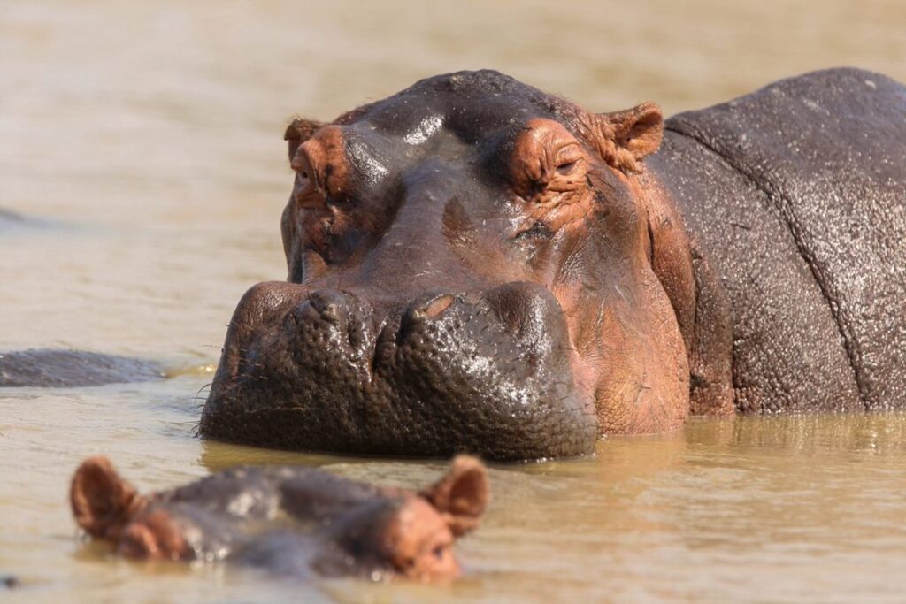Small boat hippo and crocodile safari on the St Lucia Estuary in iSimangaliso