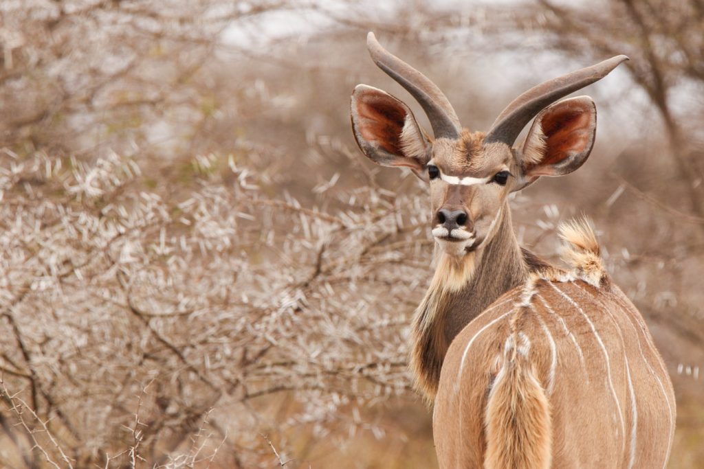 Half day Big 5 safari in Hluhluwe-iMfolozi Park with Safari For Six