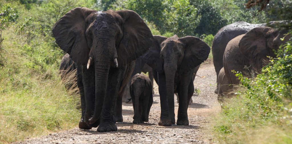 Full day Big 5 safari in Hluhluwe-iMfolozi Park with Safari For Six