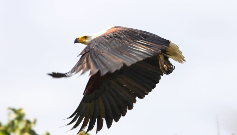 Half Day and Sunrise or Sunset Safari in iSimangaliso Wetland Park, St Lucia