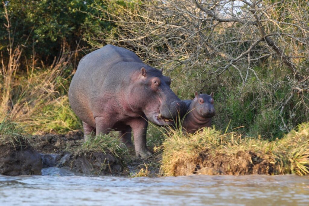Larger boat hippo and crocodile safari in St Lucia on the estuary