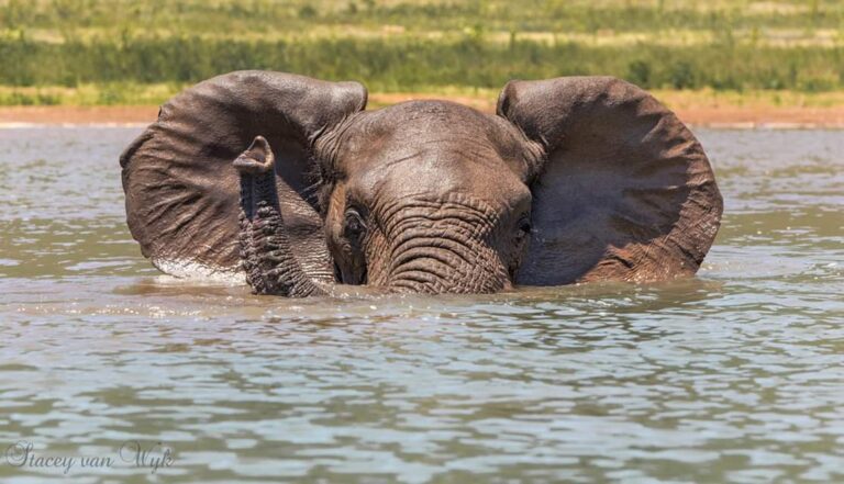 Full Day Beach and Bush Safari in iSimangaliso Wetland Park near Cape Vidal