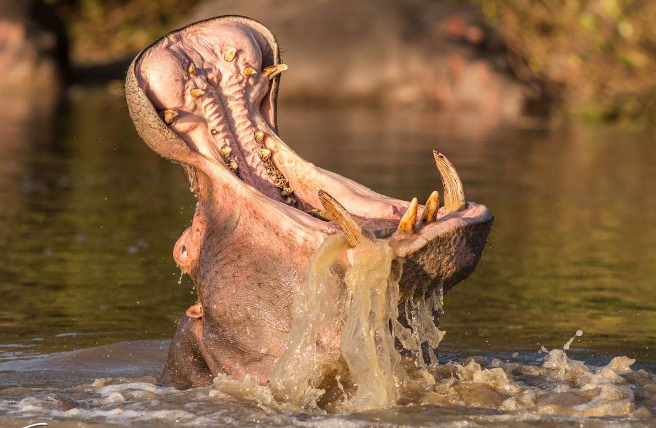 Small boat hippo and crocodile safari on the St Lucia Estuary