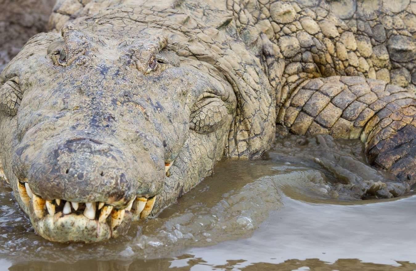 Large boat hippo and crocodile safari on the St Lucia Estuary