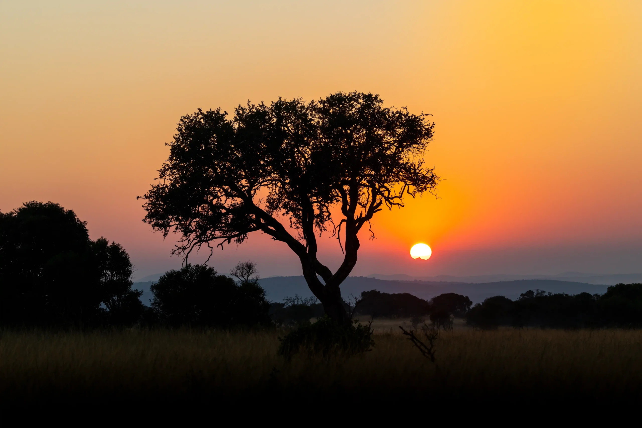Lion safari in Hluhluwe-iMfolozi Park from St Lucia with Safari for Six