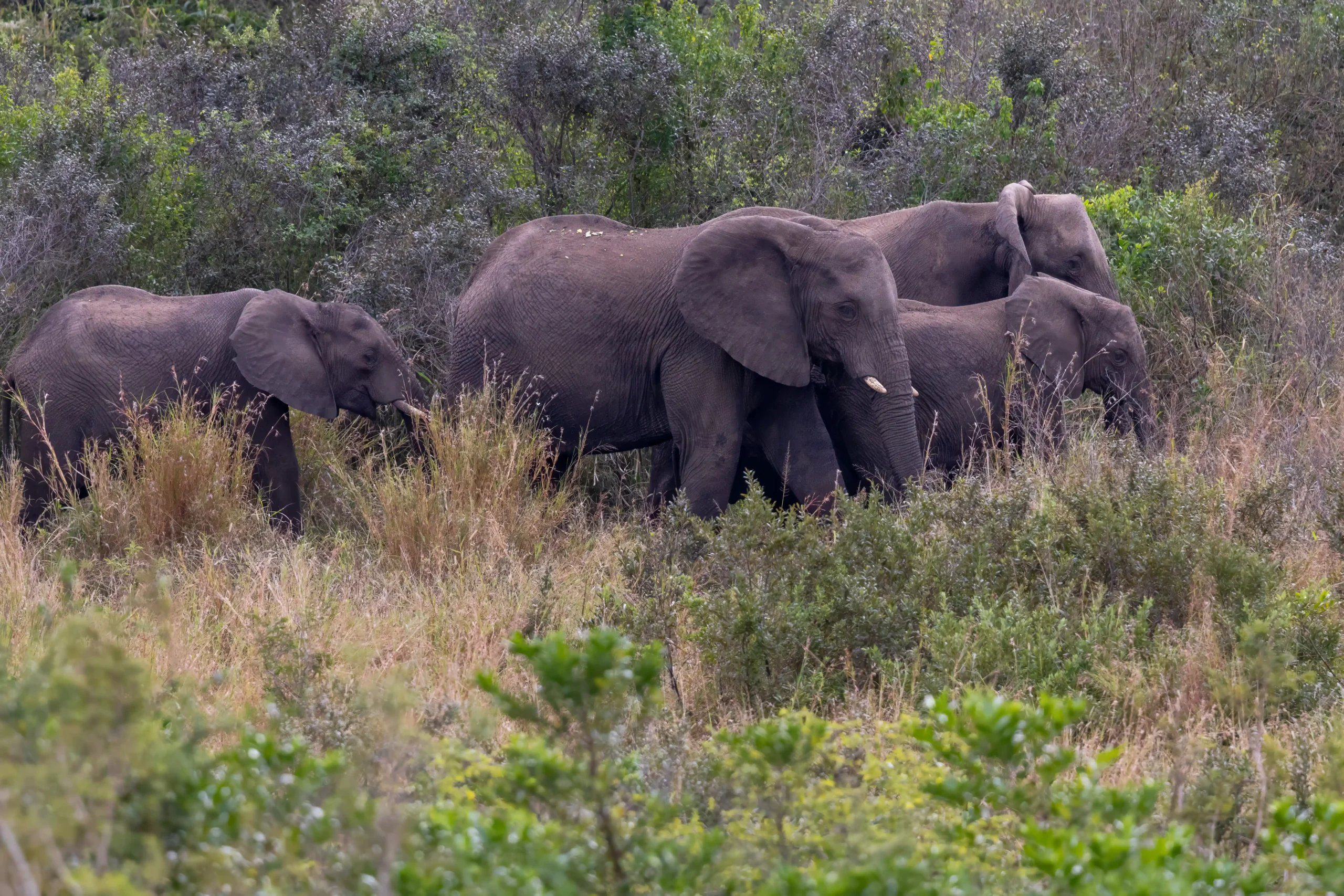 Elephant safari in Hluhluwe-iMfolozi from St Lucia