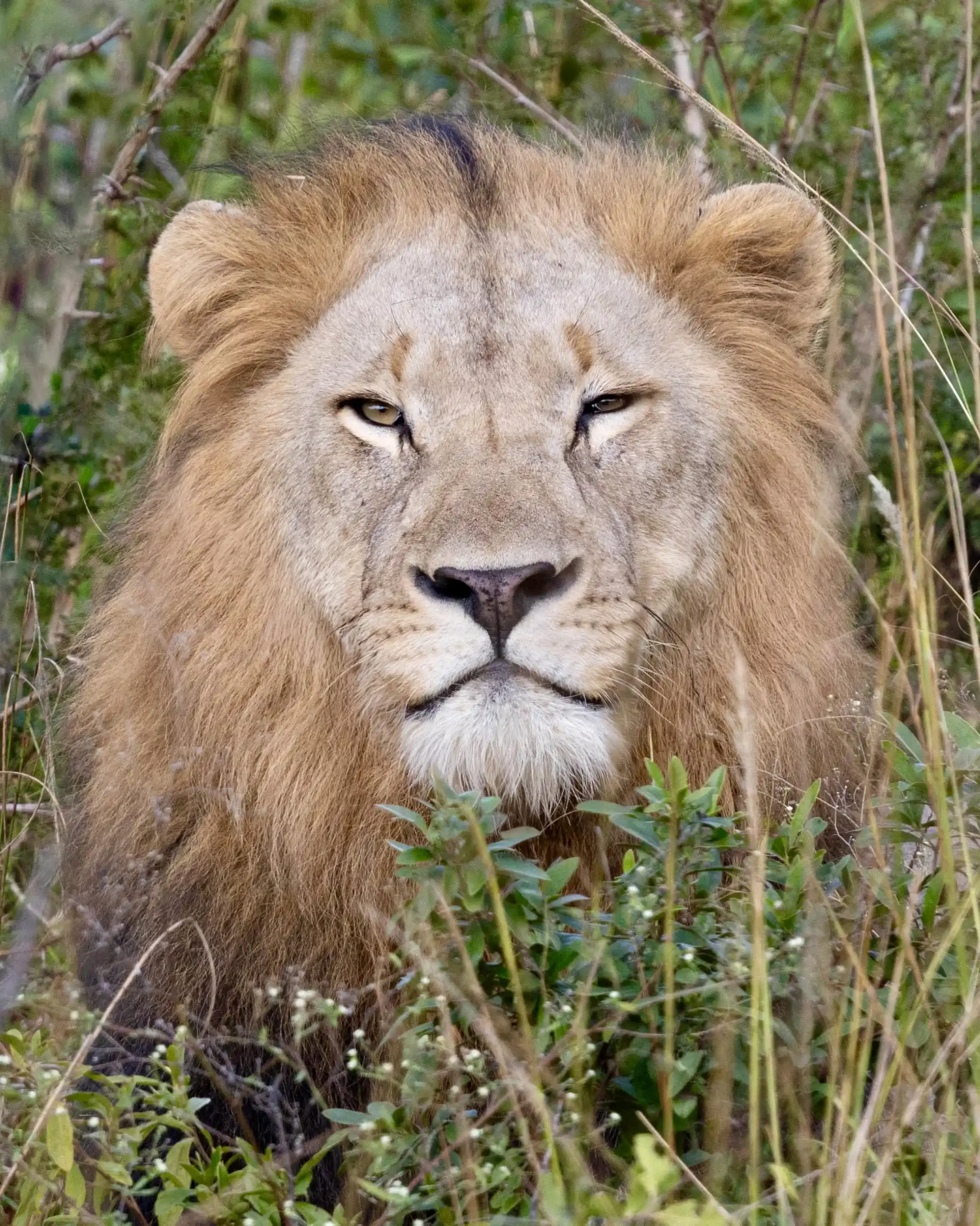 Lion safari in Hluhluwe-iMfolozi from St Lucia