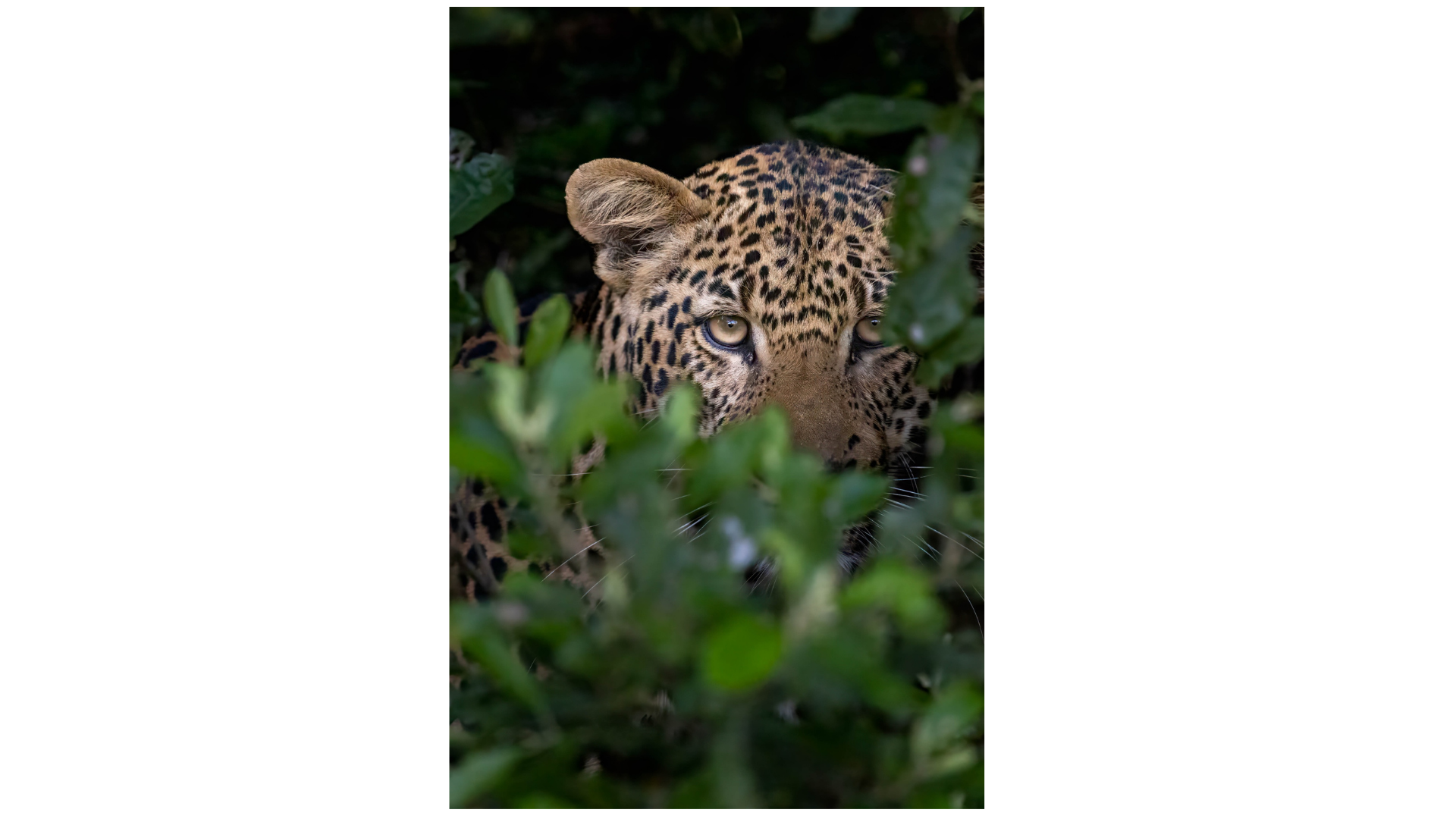 Leopard in iSimangaliso Wetland Park