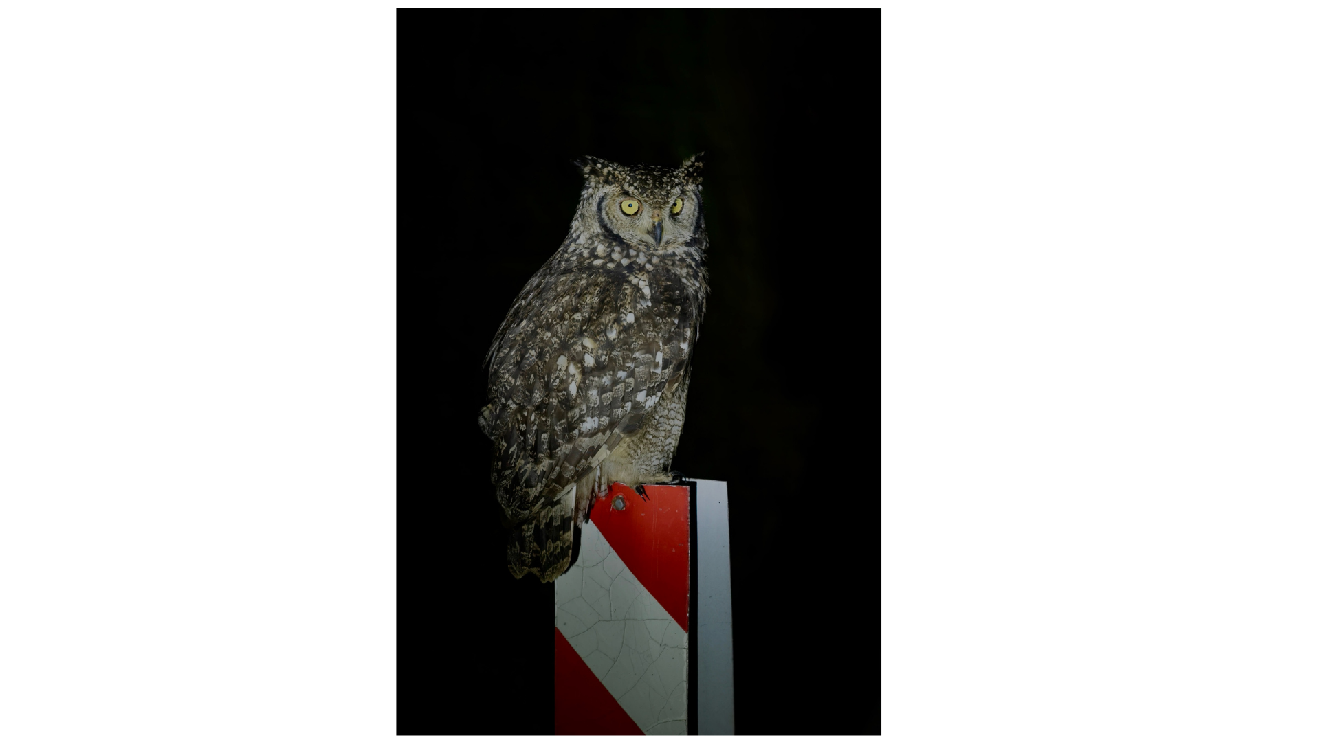 Owl on a night safari