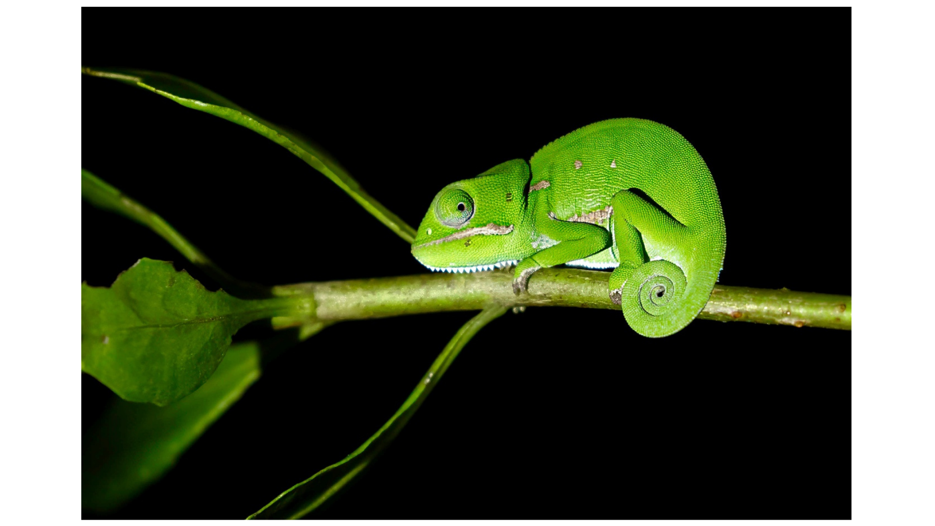 Chameleon on a night safari