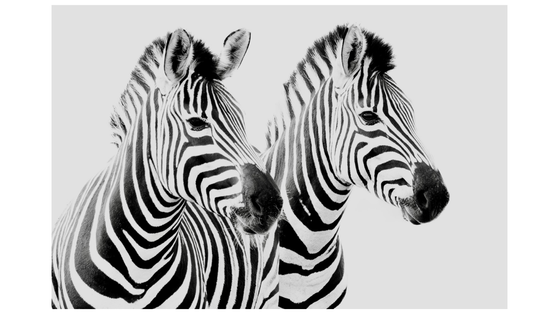 Zebra in South Africa