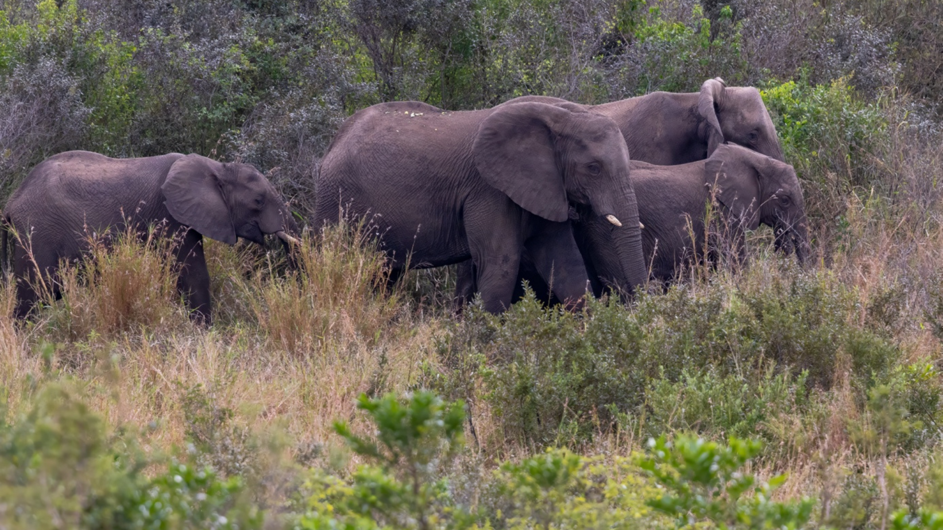 Elephants in Hluhluwe-iMfolozi Park