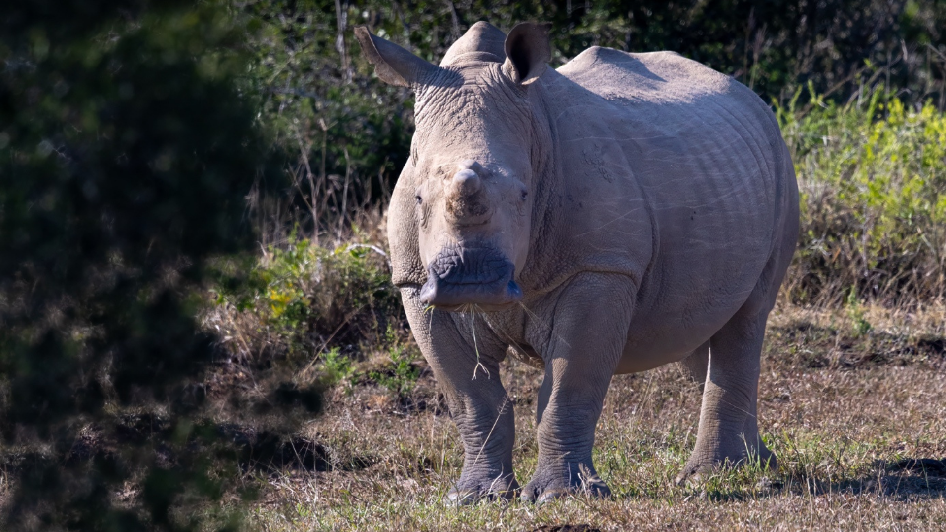 Rhino in Hluhluwe-iMfolozi Park