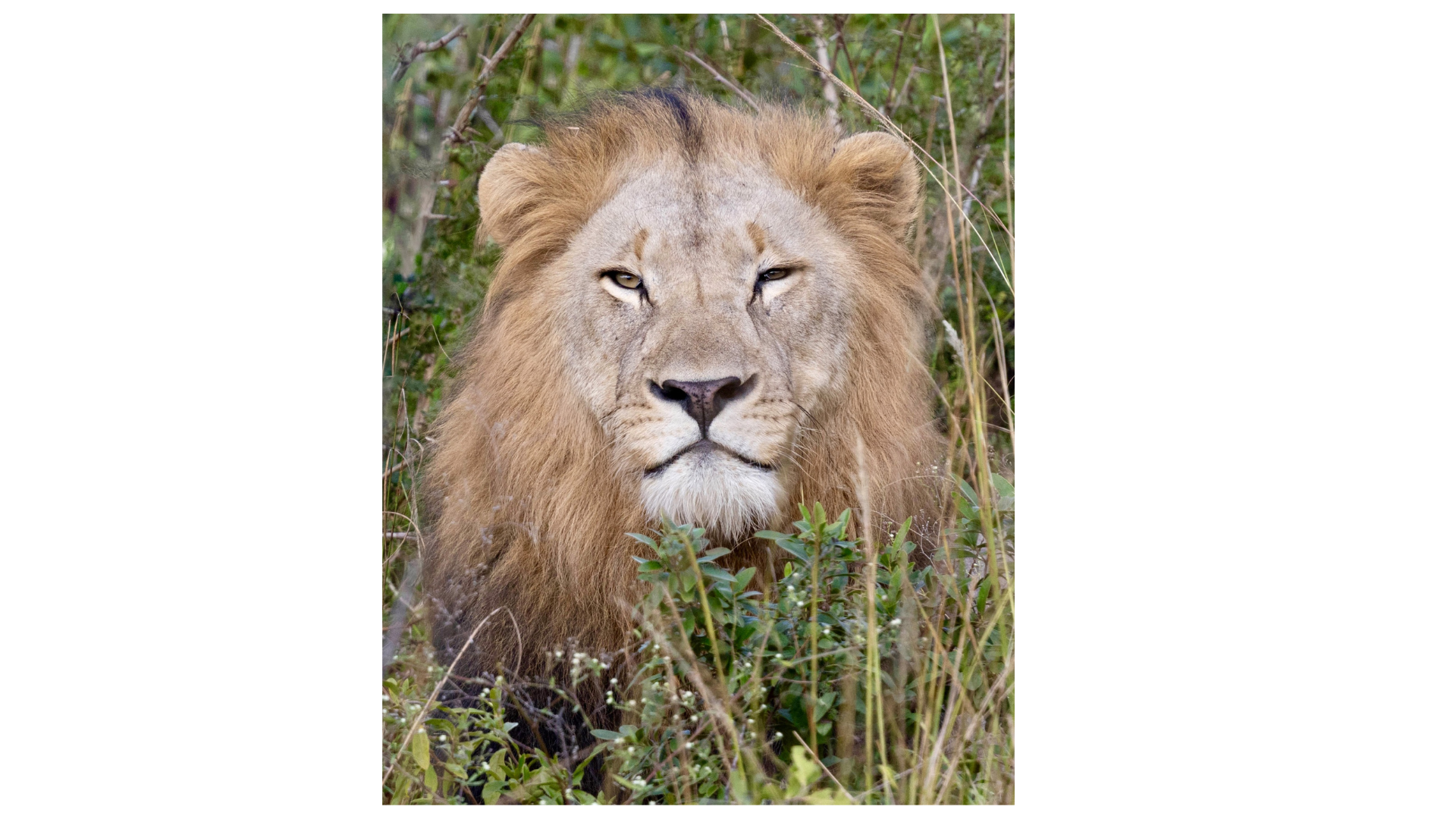 Lion in Hluhluwe-iMfolozi Park