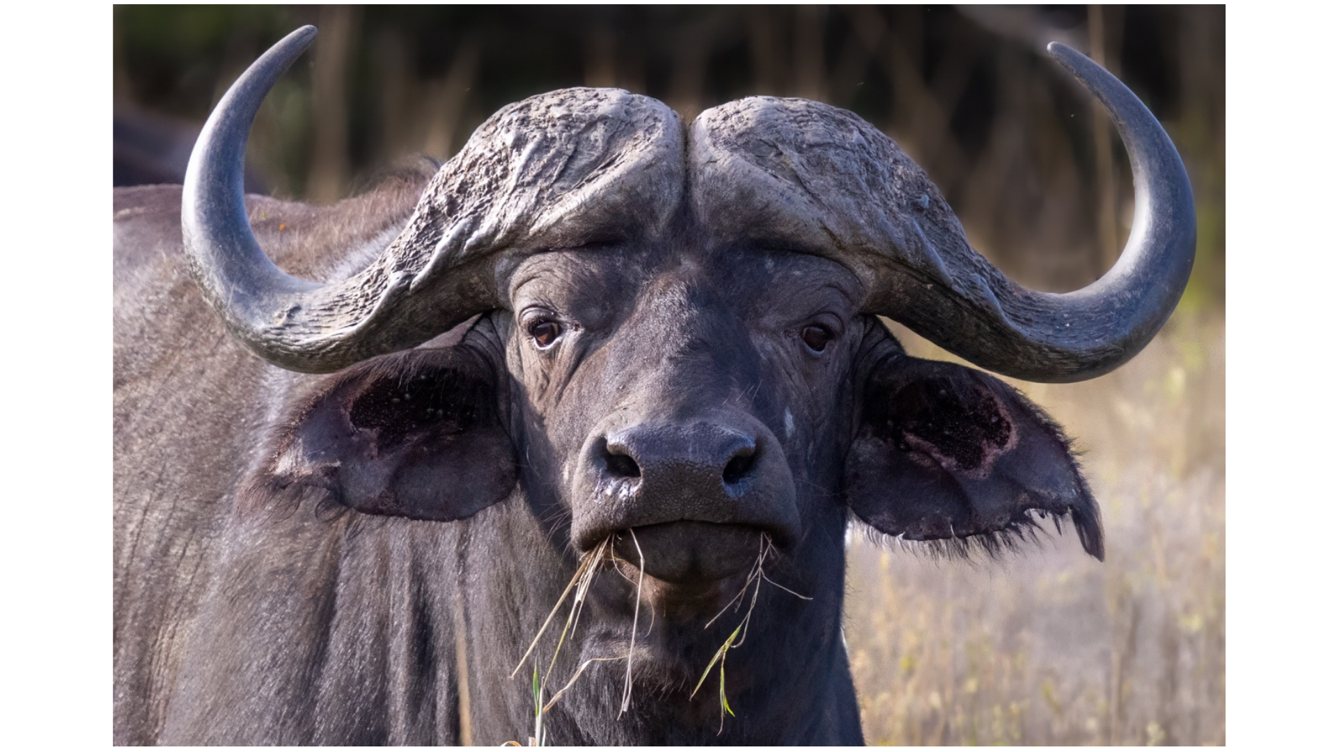 Buffalo in KwaZulu-Natal