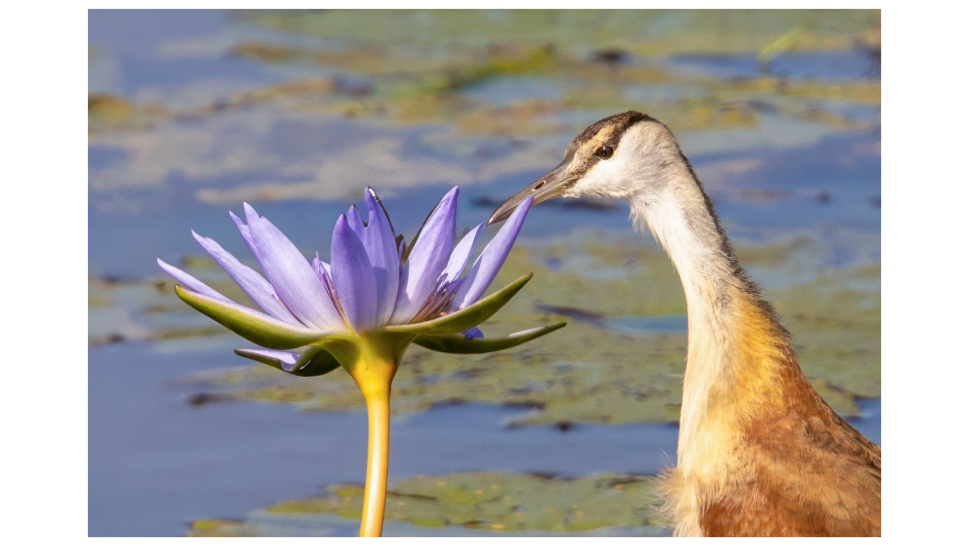 Birdlife in iSimangaliso Wetland Park