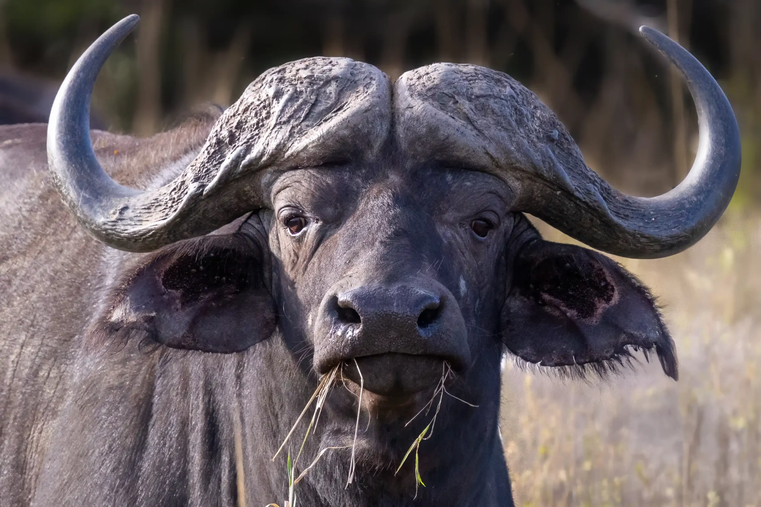 Buffalo safari in Hluhluwe-iMfolozi from St Lucia