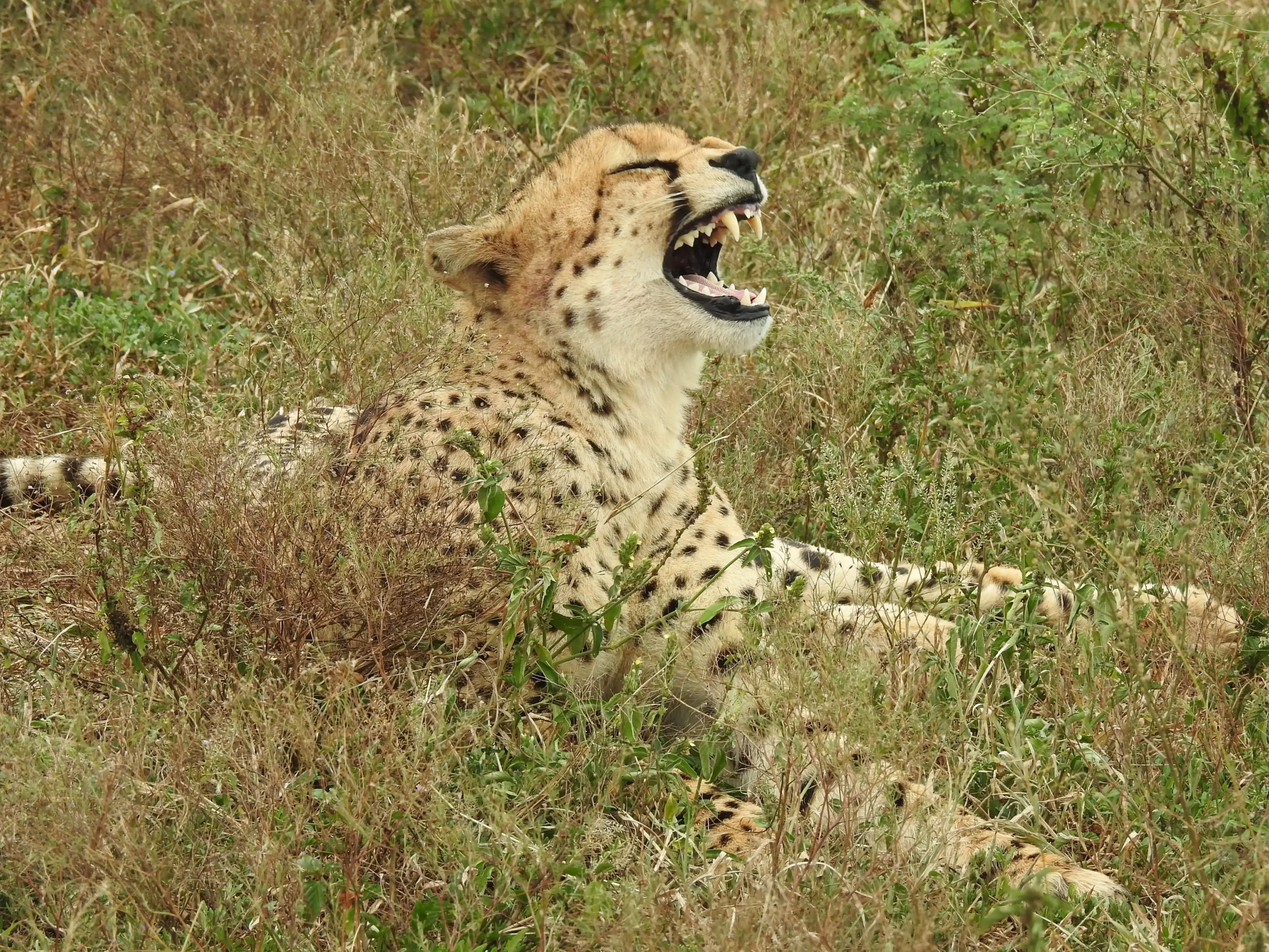 Cheetah sighting during a Safari for Six Big 5 safari from St Lucia