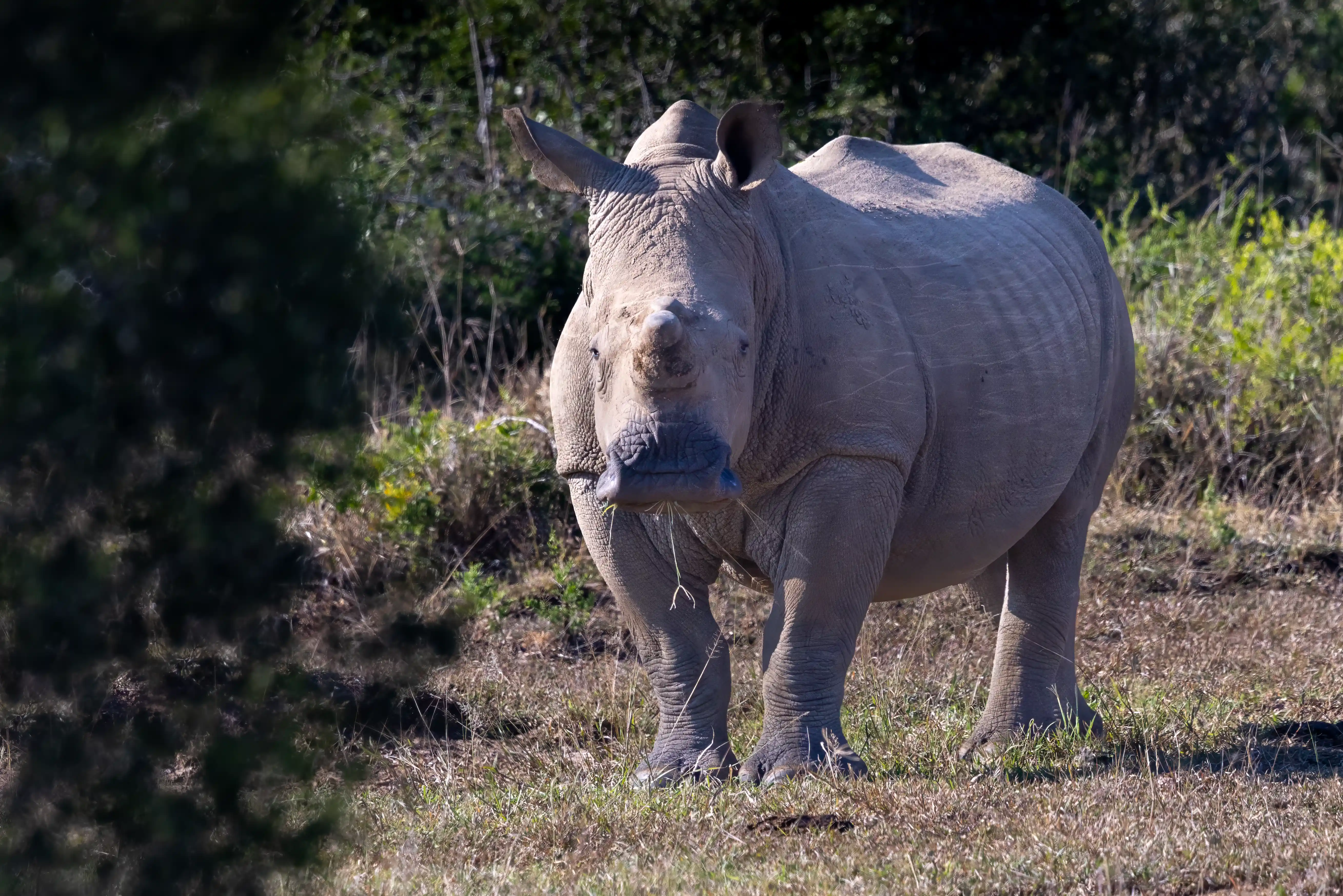 Rhino safari in Hluhluwe-iMfolozi from St Lucia