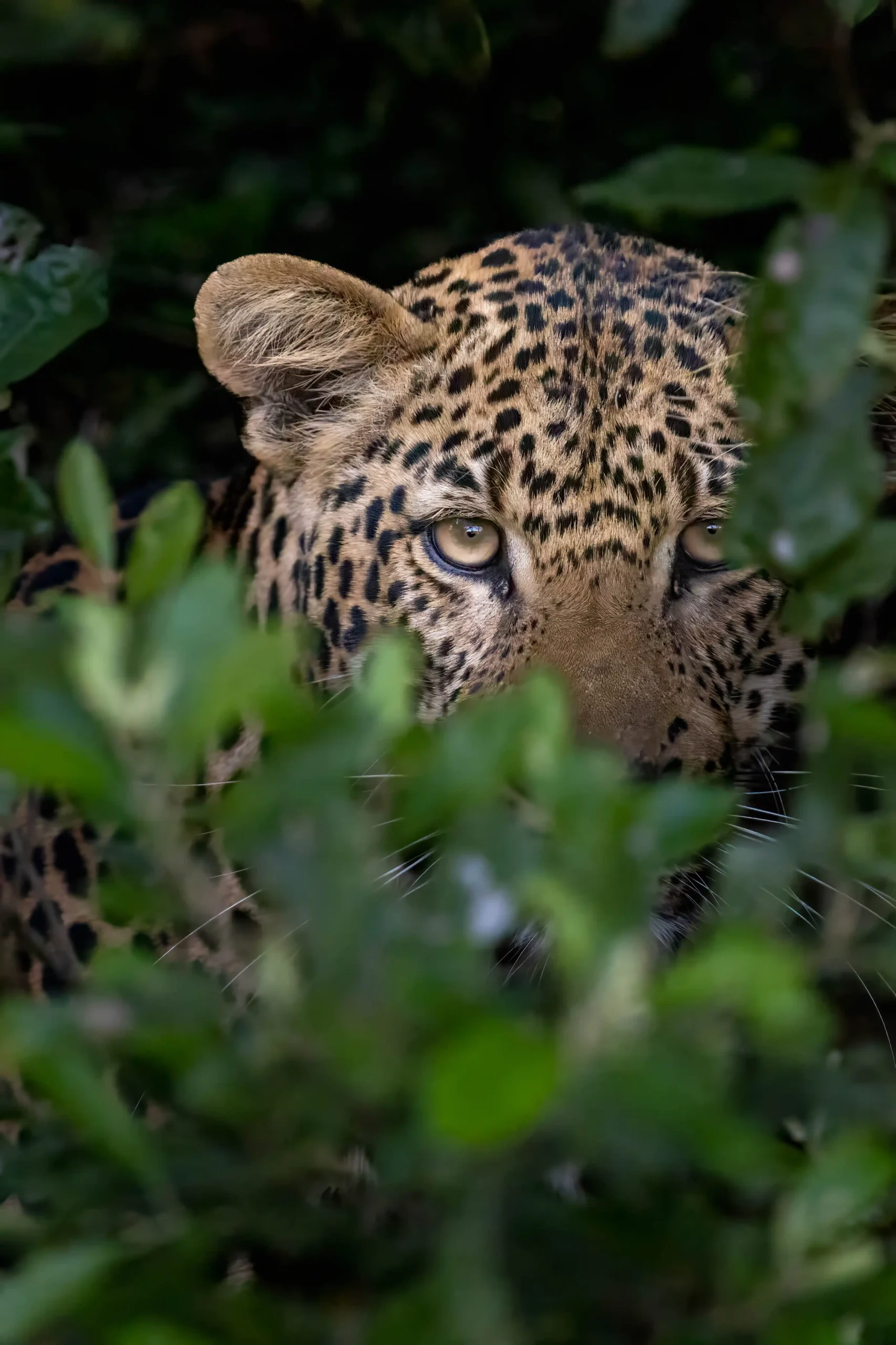 Leopard safari in Hluhluwe-iMfolozi from St Lucia